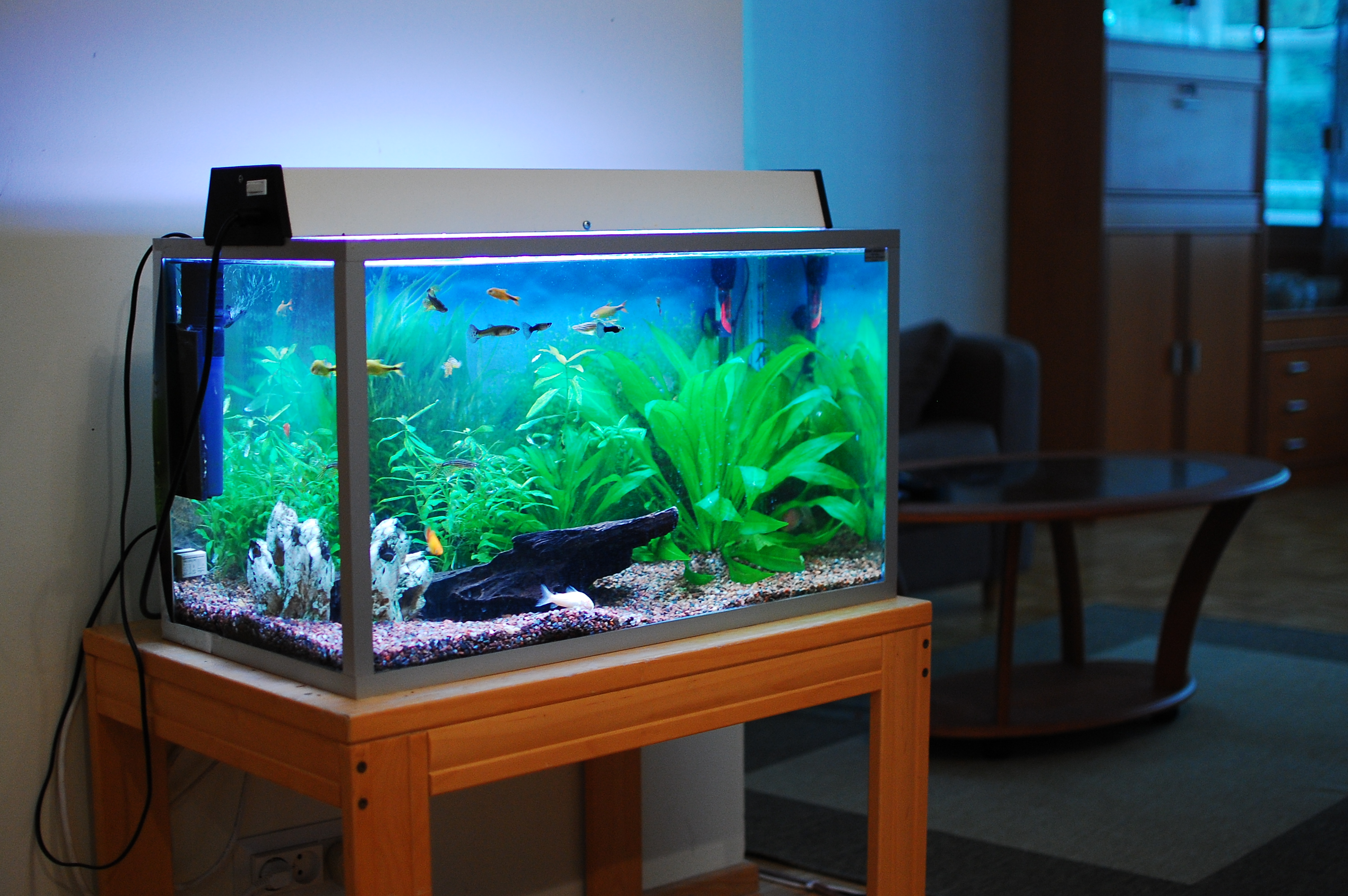 fish tank | Freshwater Aquarium Talk