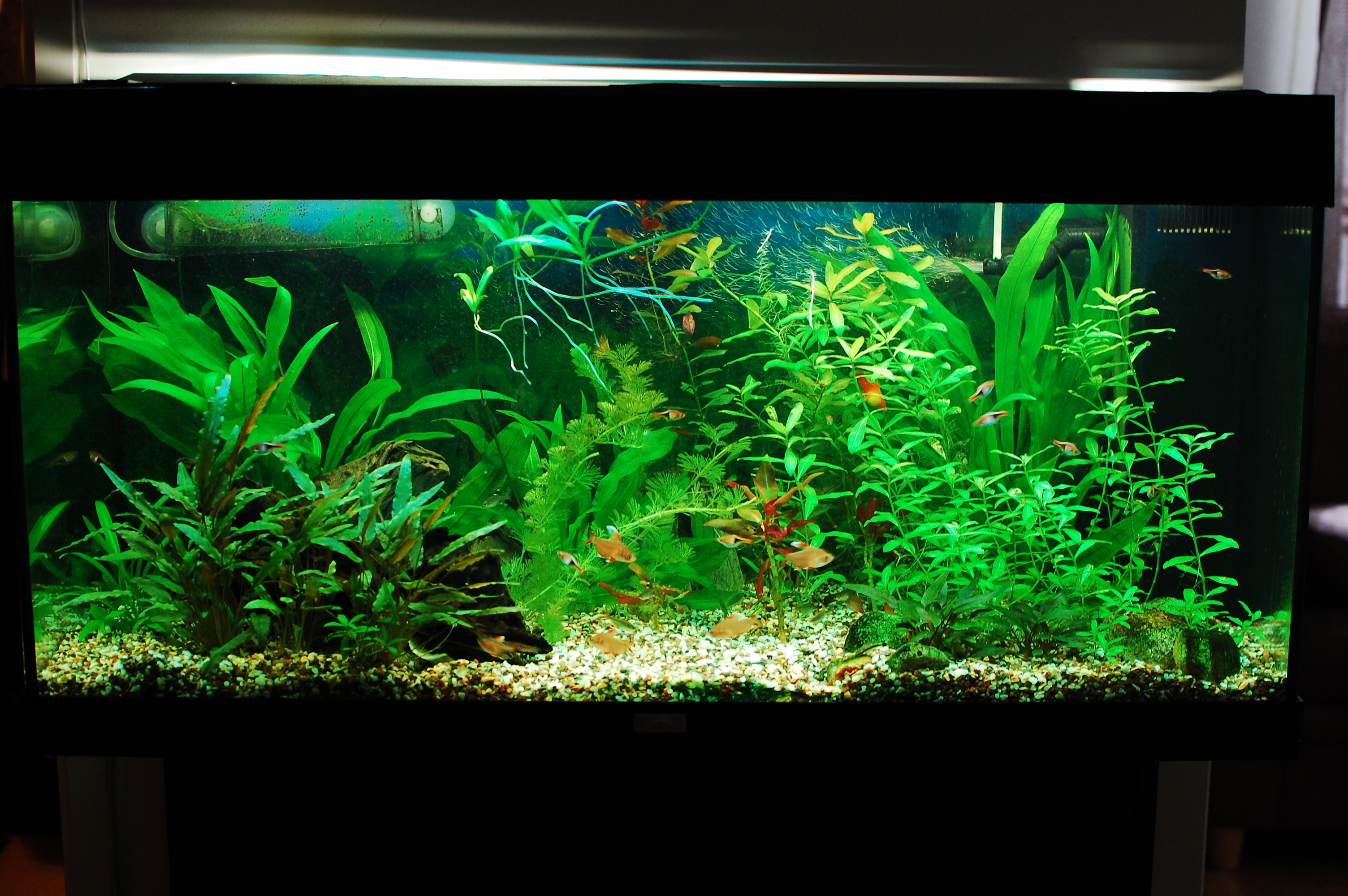 plants | Freshwater Aquarium Talk