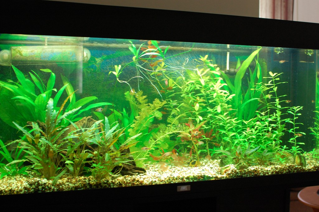 picture | Freshwater Aquarium Talk